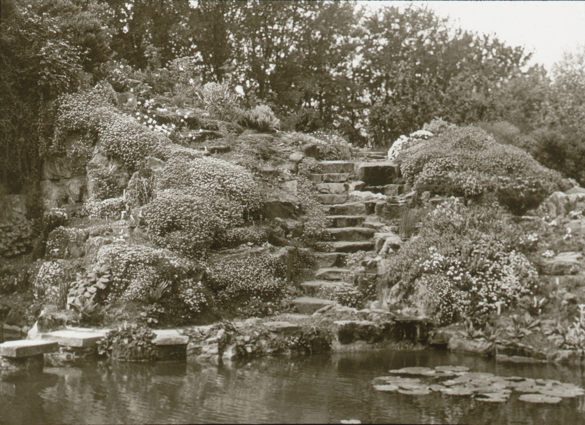 Part of Highdown’s first rock garden in 1935. Lantern slide from Stern collection, West Sussex Record Office.