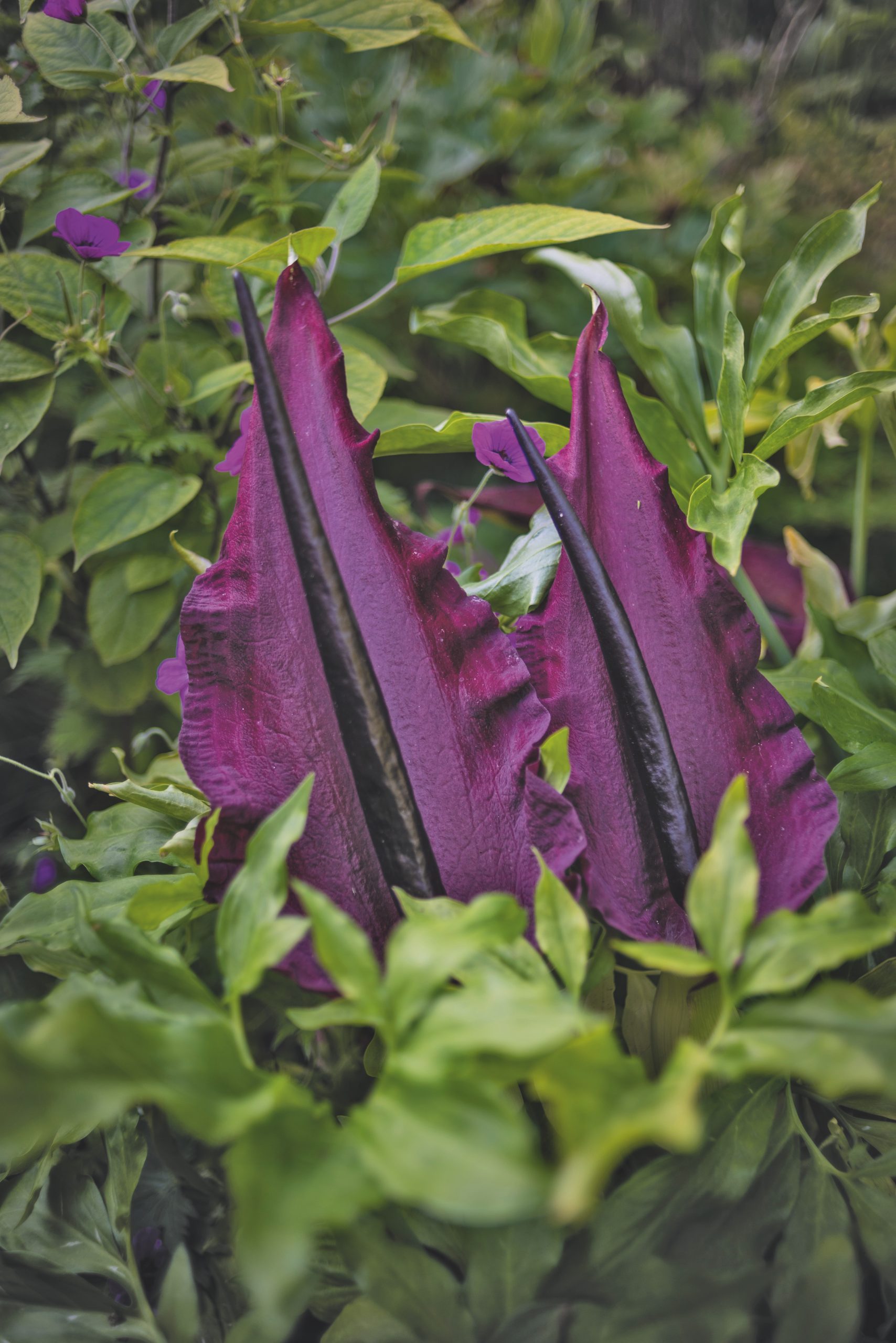 Plant of the month: August