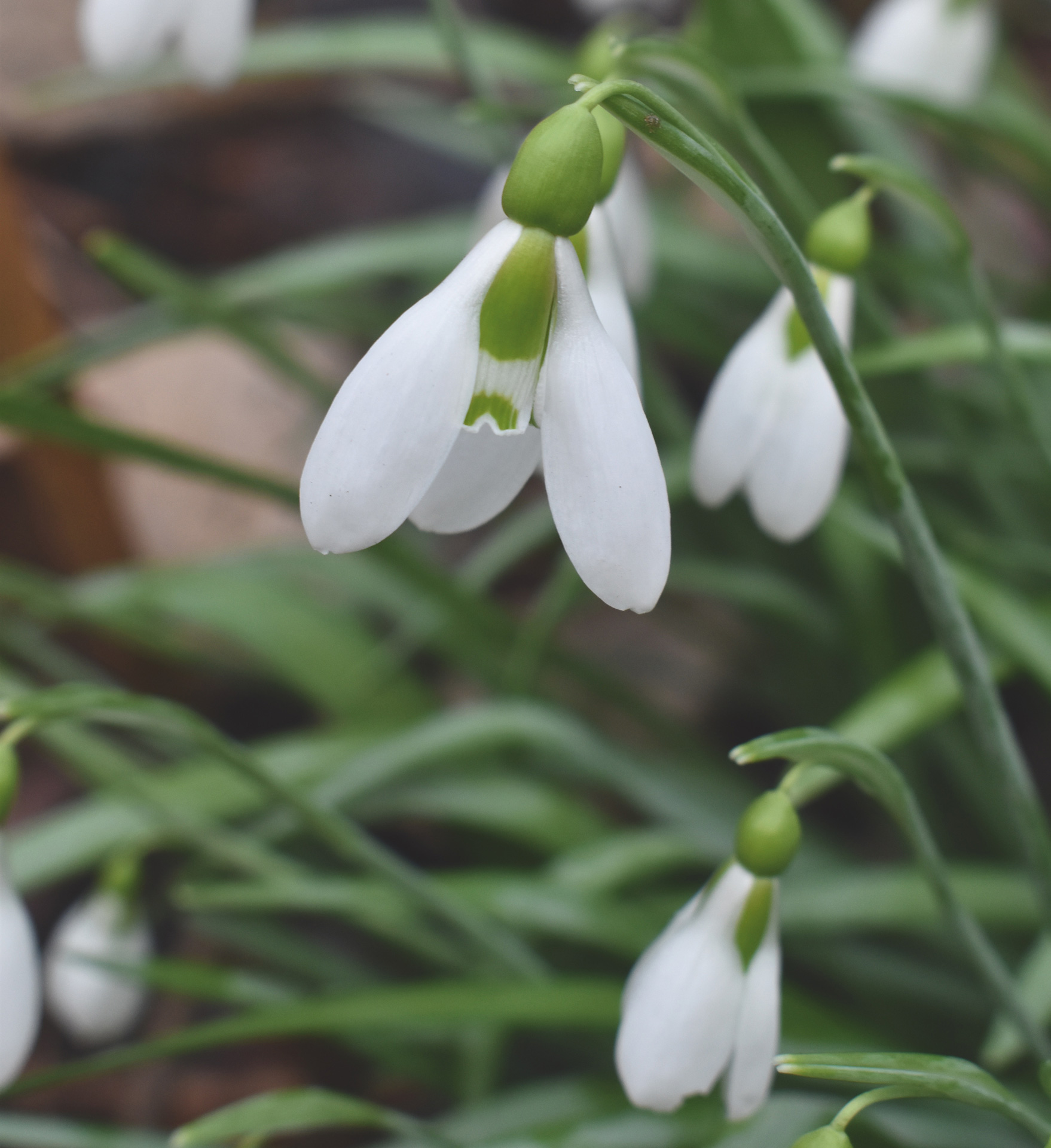 Plant of the month: February