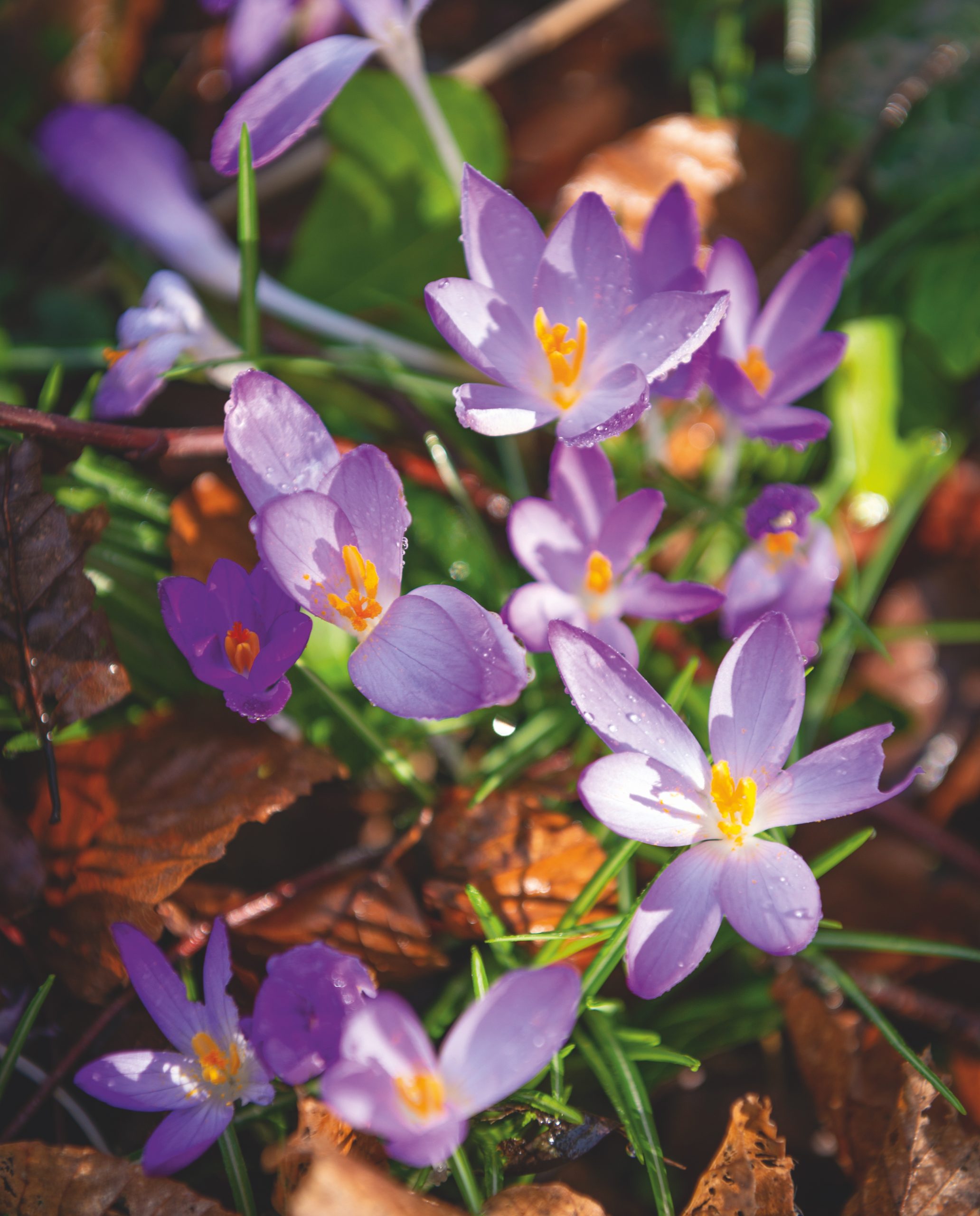 Plant of the Month: March