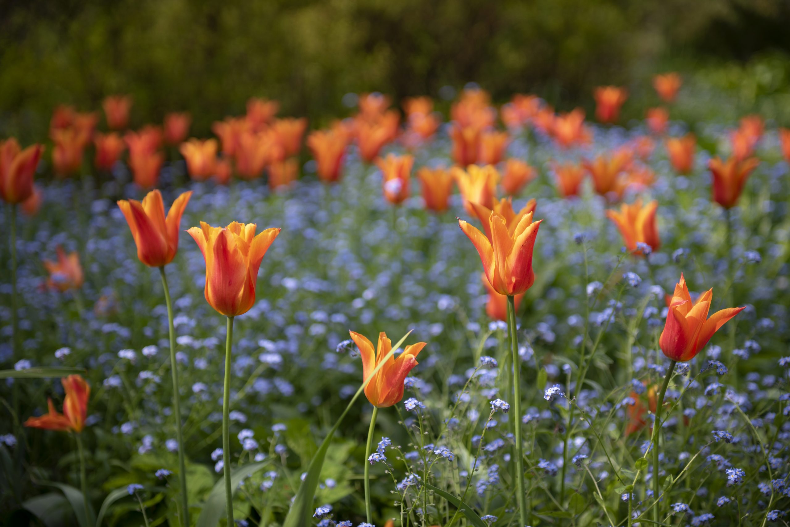 April B middle garden by Steve Speller