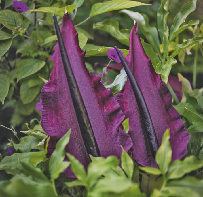 Voodoo lily