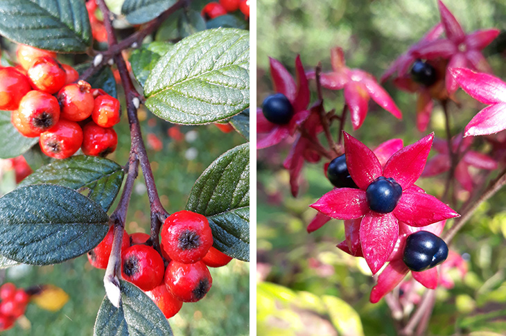 2019-10-26 - Red Cotoneaster C.franchetii Sterniana (left) and Clerodendron tricotomum fargesii (right)