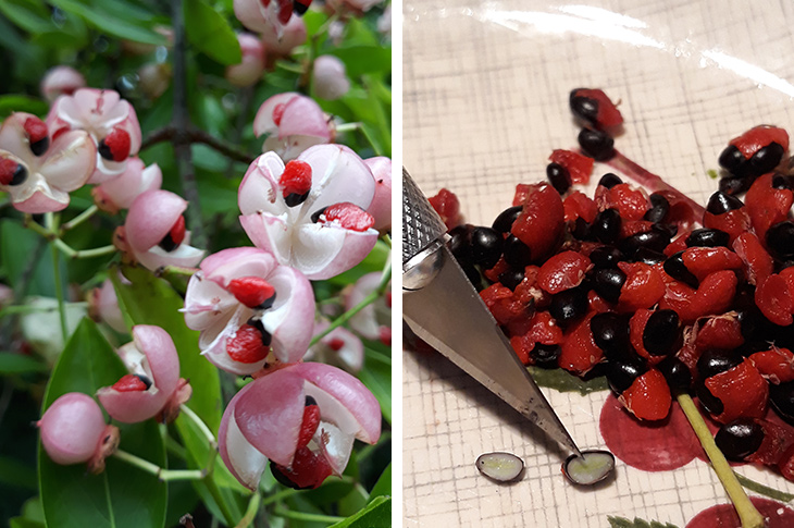 2019-10-26 - Euonymus grandiflorus salicifolius fruit (left) and cutting one of the seeds open (right)
