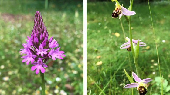 Anacamptis (A pyramidal orchid) and Ophrys (A bee orchid)
