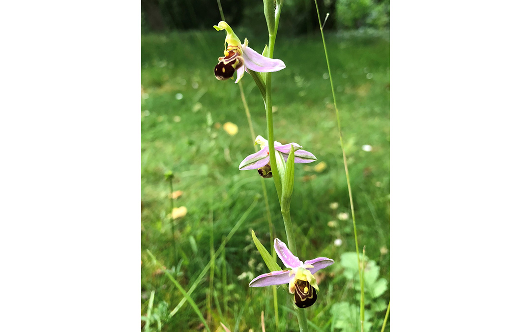 Ophrys - A bee orchid