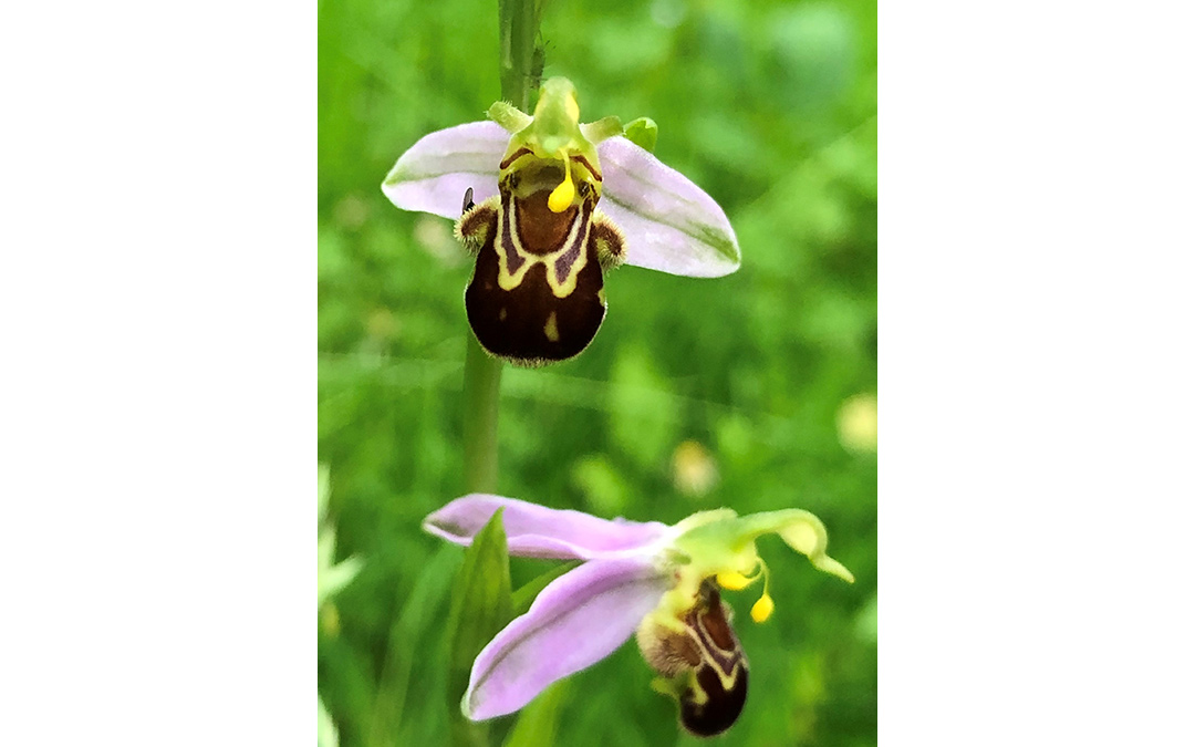 Ophrys - Close up of a couple of bee orchid flowers