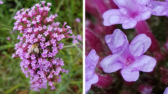 Verbena bonariensis - a bee in the flowers, and a close up of the flowers (credit Rebecca Jones)