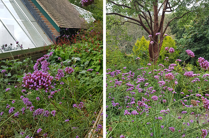 Verbena bonariensis - next to the glasshouse and in the Sensory Garden (credit Rebecca Jones)