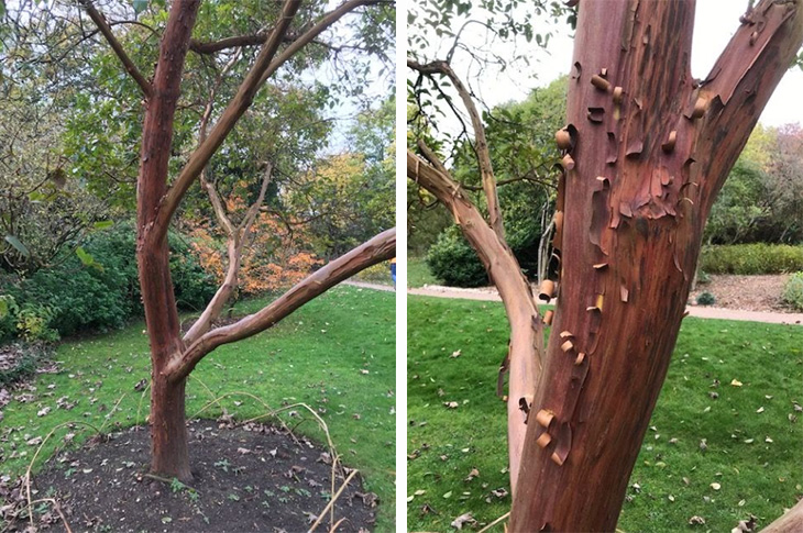 Arbutus x andrachnoides opposite the the Visitor Centre (credit Mark Emery)