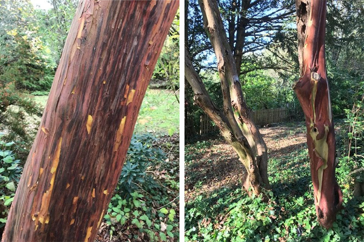 (Left) Bark of the Arbutus x andrachnoides in the Performance Area (Right) Trunks of the Arbutus unedo (L) Arbutus andrachne (R) (credit Mark Emery)