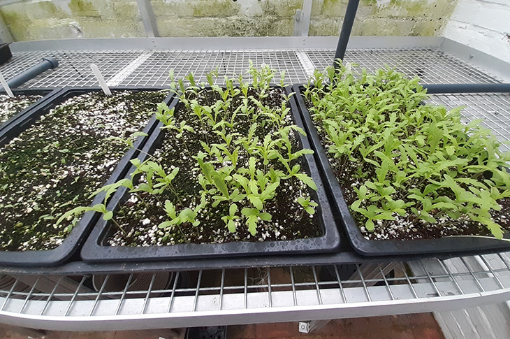Seedlings growing in glasshouse