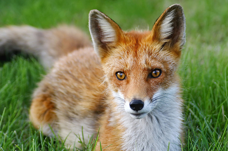 Fox (Pixabay - 5042210)