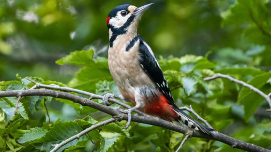 Great spotted woodpecker (Pixabay - 6552939)