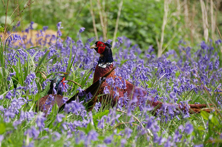 Pheasant (Pexels - nestor-montagu - 6572914)