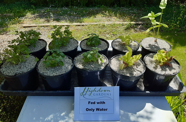 Growing experiment - plants fed with only water