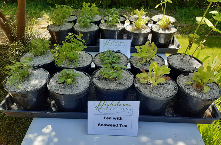 Growing experiment - plants fed with seaweed tea