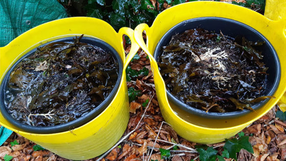 The seaweed soaking in the buckets