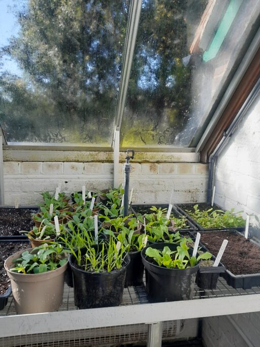 Established seedlings pricked out from seed trays to pots. 