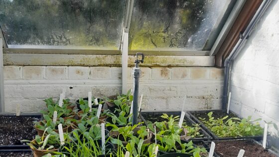 Established seedlings pricked out from seed trays to pots.
