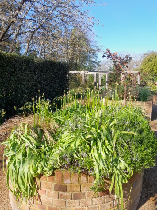 A raised bed in the Sensory Garden full of Purple Sensation Alliums ready to open.