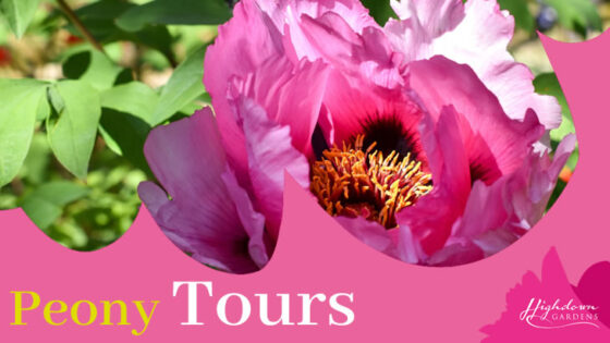Highdown Gardens Peony Tours (1st and 2nd May)