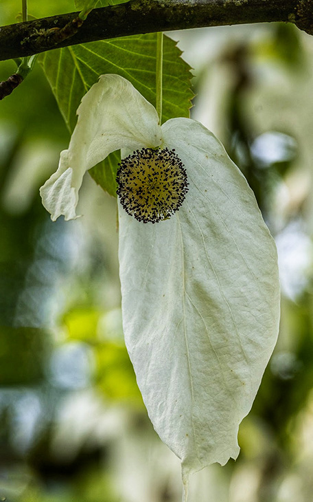 Handkerchief Tree flower close up (credit @captured_moments_61)