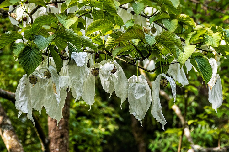 Handkerchief Tree flowers (credit @captured_moments_61)