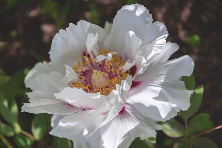 Moutan Peony