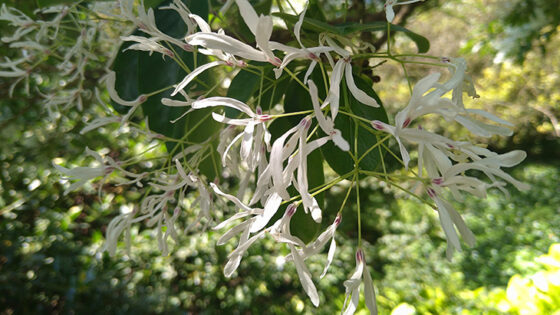 Fringe Tree - Chionanthus retusus - flowers close up (photo - Anita Cannon)