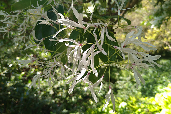 Fringe Tree - Chionanthus retusus - flowers close up (photo - Anita Cannon)