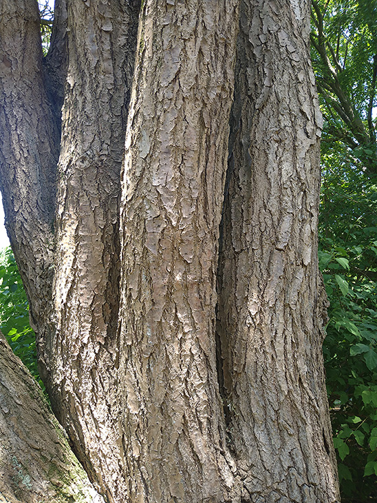 Fringe Tree - Chionanthus retusus - trunk and bark (photo - Anita Cannon)