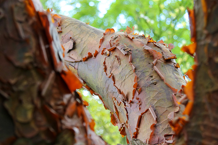 Paperbark Maple Tree - Acer griseum