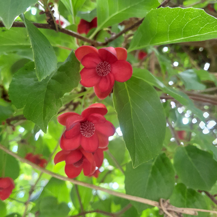 Schisandra Grandiflora Rubriflora - Chinese Magnolia Vine