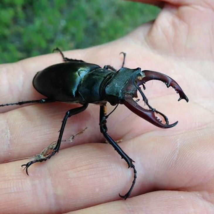Adult male stag beetle (copyright David Maher)