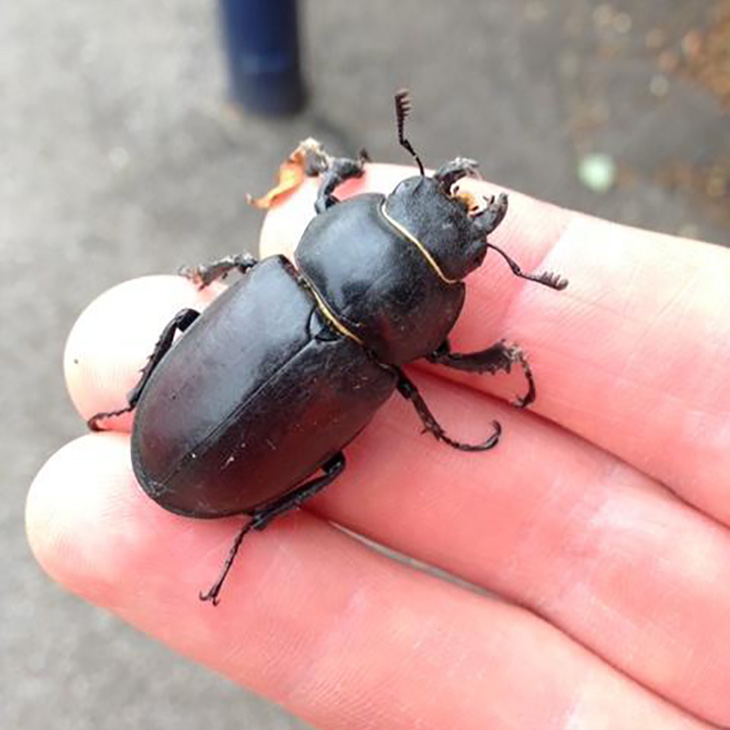Female stag beetle (copyright David Maher)