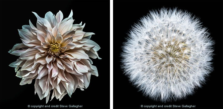 Flower photos - copyright and credit Steve Gallagher (2 photos)