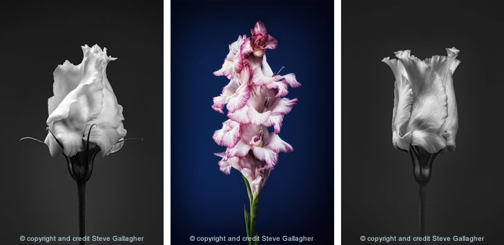 Flower photos - copyright and credit Steve Gallagher (3 photos)