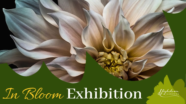 HG banner - In Bloom exhibition - Steve Gallagher