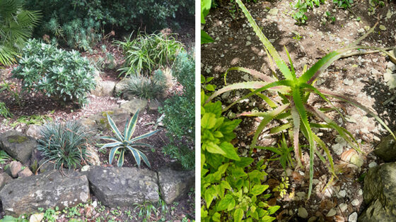 Fascicularia bicolor and Agave (left) and Aloe arborescensare (right)