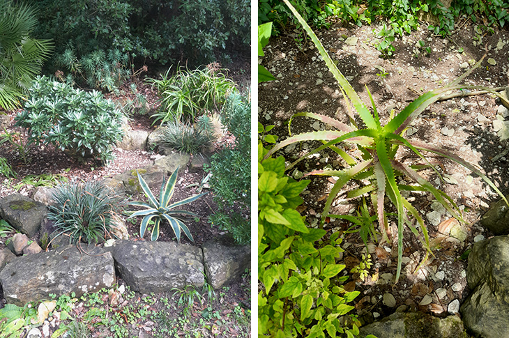 Fascicularia bicolor and Agave (left) and Aloe arborescensare (right)