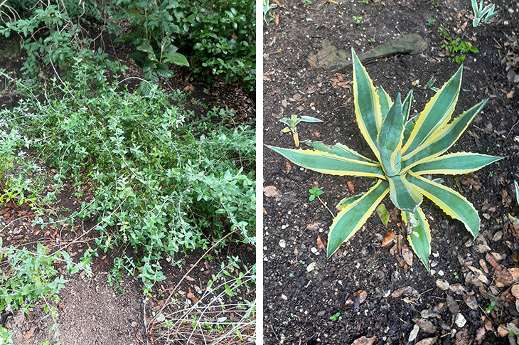 Teucrium (left) and Agave (right)